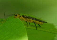 Pamphiliidae