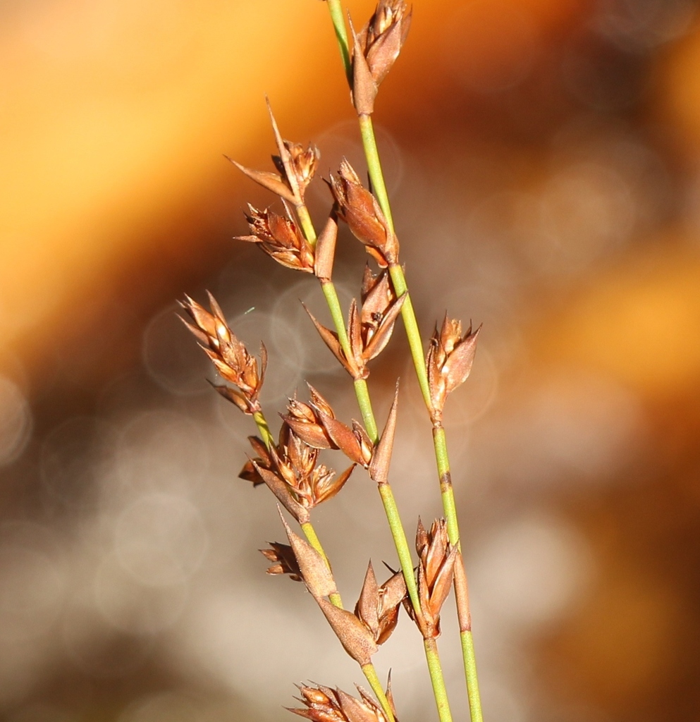 Platycaulos callistachyus