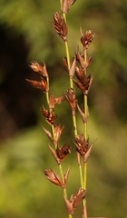 Platycaulos callistachyus