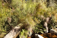 Platycaulos callistachyus