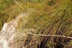 Platycaulos callistachyus
