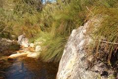 Platycaulos callistachyus