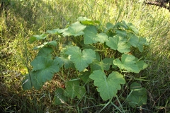 Pelargonium papilionaceum