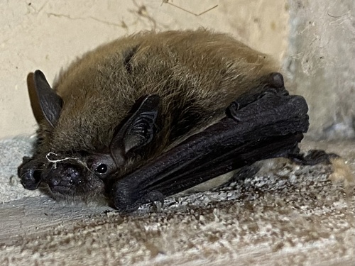 Little Brown Bat photographed in Michigan