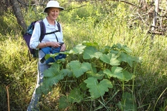 Pelargonium papilionaceum