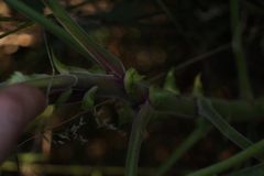 Pelargonium papilionaceum