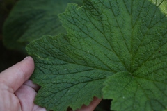 Pelargonium papilionaceum