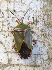 Tessaratomidae