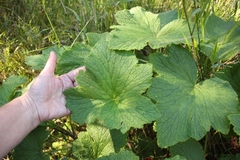 Pelargonium papilionaceum