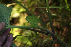 Pelargonium papilionaceum