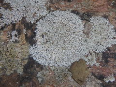 Physcia subtilis