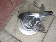 Columba livia domestica