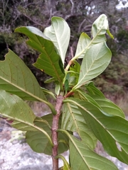Gaertnera obovata sphaerocarpa