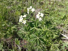 Anemonastrum crinitum