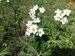 Anemonastrum crinitum