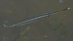 Zenarchopterus buffonis