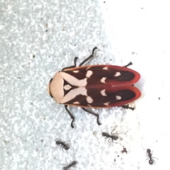 Phymatostetha rufolimbata