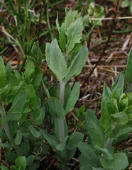 Hylotelephium verticillatum