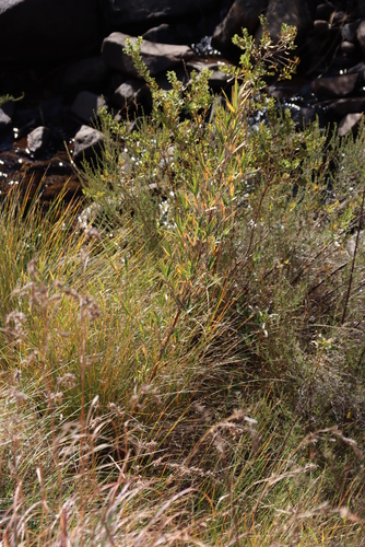 Bergbambos tessellata, photograph 6