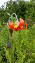 Lilium maritimum