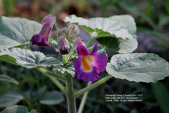 Proboscidea louisianica fragrans