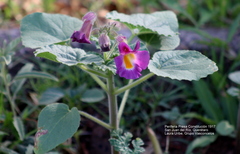 Proboscidea louisianica fragrans