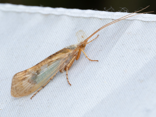 Bleke Schietmot, photo 5 of 10