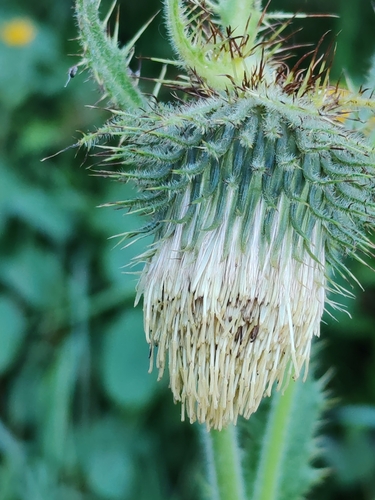 Image of Carnic Thistle (Cirsium carniolicum) by (c) Ljaž, some rights reserved (CC BY)