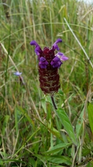 Prunella vulgaris lanceolata