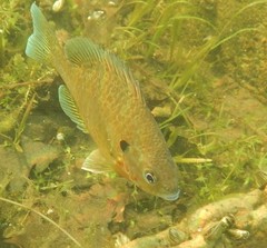 Lepomis gibbosus × macrochirus