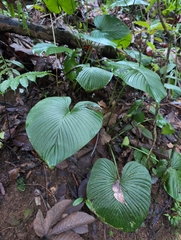 Philodendron grandipes, photograph (c) Noland Martin, some rights reserved (CC BY)
