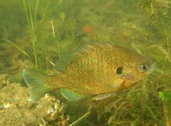 Lepomis gibbosus × macrochirus