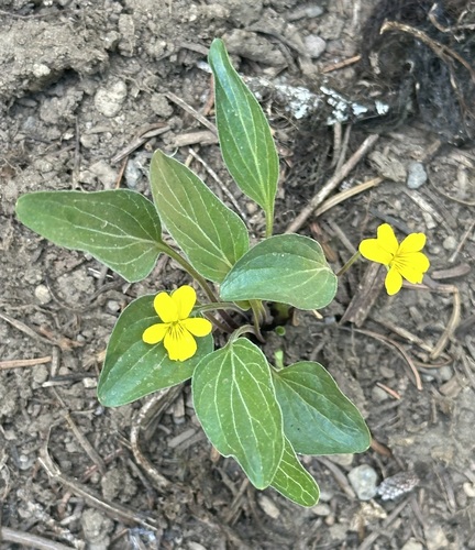 Image of Viola bakeri by (c) Barbara Banfield, some rights reserved (CC BY)
