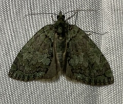 Cladara limitaria