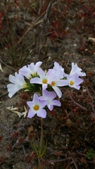 Leptosiphon grandiflorus