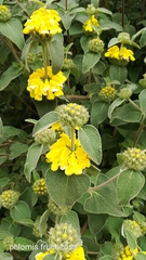 Phlomis fruticosa