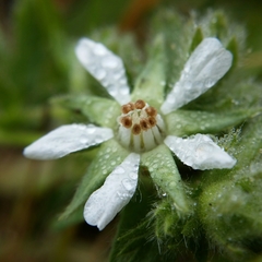 Horkelia marinensis