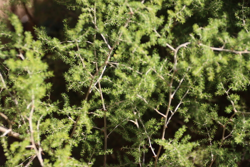 Image of Asparagus microraphis by (c) Tony Rebelo, some rights reserved (CC BY-SA)