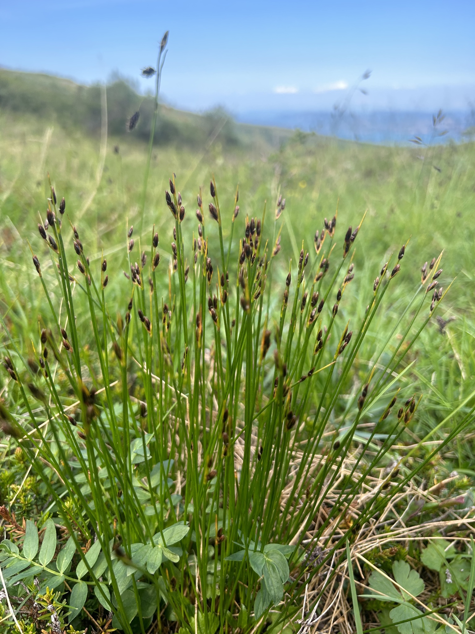 Juncus drummondii