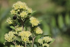 Hylotelephium verticillatum