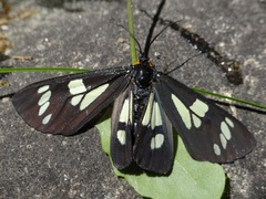 Gnophaela latipennis