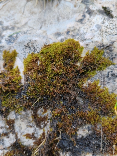 Image of Campylophyllum halleri by (c) Ljaž, some rights reserved (CC BY)