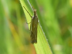 Crambus pratella