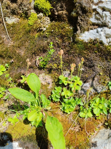 Image of Veronica aphylla by (c) Ljaž, some rights reserved (CC BY)