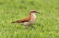 Band-Tailed Hornero photo 3