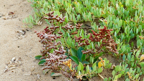 Image of Limonium normannicum by no rights reserved