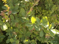 Berberis vulgaris