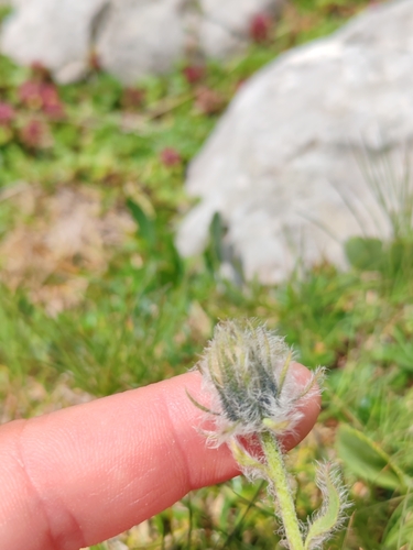 fimbriate-pitted hawkweed (Hieracium pilosum)