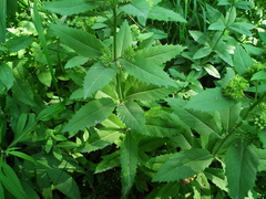 Hylotelephium verticillatum