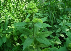 Hylotelephium verticillatum